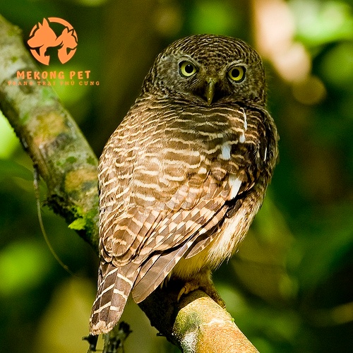 Đặc điểm chung của giống chim cú mèo